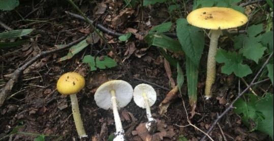 有毒!事发西安,2岁幼儿因此生命垂危!近期高发→ 有毒!事发西安,2岁幼儿因此生命垂危!近期高发→