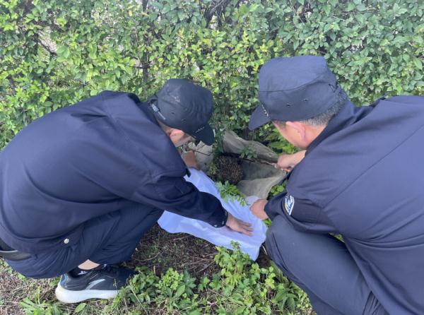 小刺猬“迷路”蜷缩路边，民警及时救助放归自然