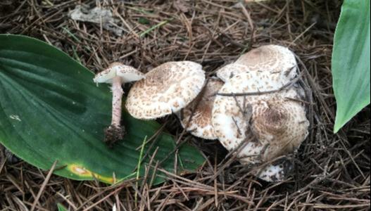 有毒!事发西安,2岁幼儿因此生命垂危!近期高发→ 有毒!事发西安,2岁幼儿因此生命垂危!近期高发→