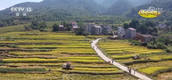 旱稻种在山坡上 拓宽丘陵山地粮食增产新空间