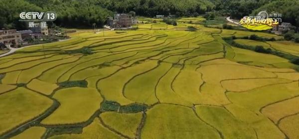 旱稻种在山坡上 拓宽丘陵山地粮食增产新空间