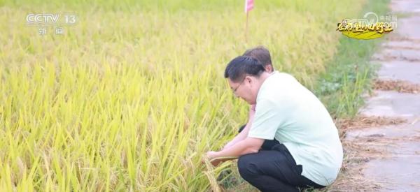 旱稻种在山坡上 拓宽丘陵山地粮食增产新空间