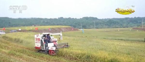 旱稻种在山坡上 拓宽丘陵山地粮食增产新空间
