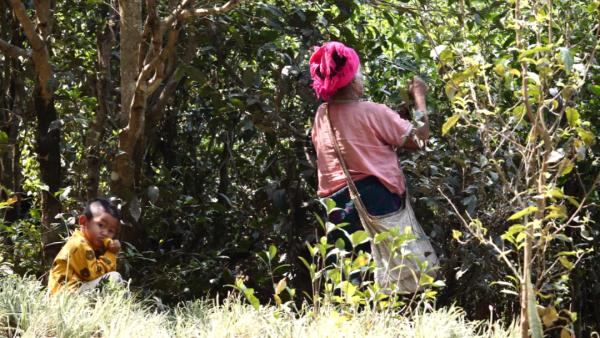 世界遗产“上新啦”！为您深度解读它