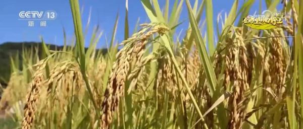 旱稻种在山坡上 拓宽丘陵山地粮食增产新空间