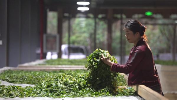 世界遗产“上新啦”！为您深度解读它