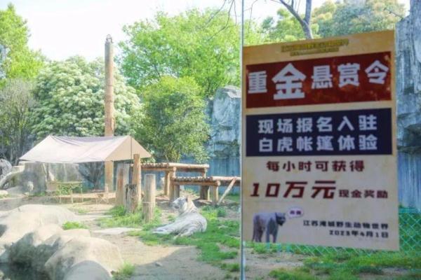 一野生动物园邀请游客与虎同住，每小时奖励10万元，罚了！
