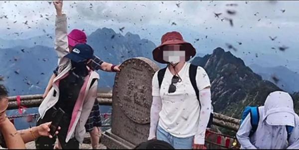黄山景区回应“飞虫冲脸”：将采取措施降低蚂蚁群飞对旅游体验的影响