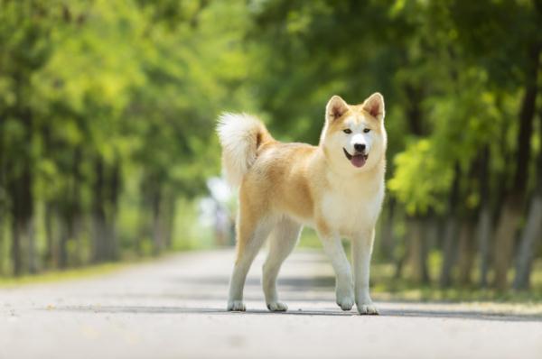 定了！10月1日起，这32种犬只重庆禁养！