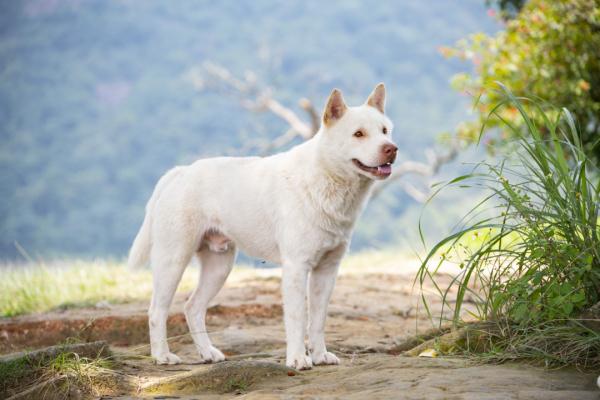 定了！10月1日起，这32种犬只重庆禁养！