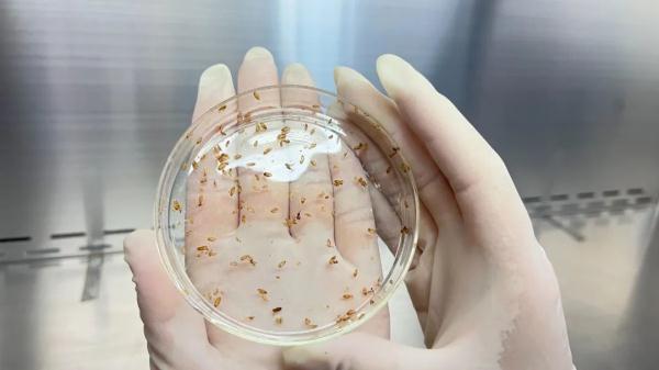 96只活体!被海关截获 96只活体!被海关截获