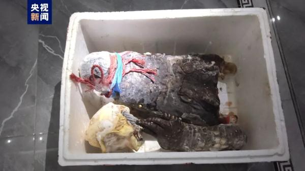 茂名“出逃”鳄鱼已被全部找到：捕获69条，另有2条此前已死亡
