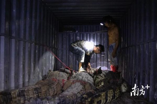 茂名“出逃”鳄鱼已全部找到！捕获69条，2条此前已死亡