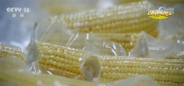 鲜食玉米抢“鲜”上市 打造全产业链项目 推进规模经营 鲜食玉米抢“鲜”上市 打造全产业链项目 推进规模经营