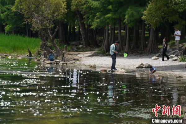 大理洱海湖体透明度提升至2.29米 达近20年最高水平