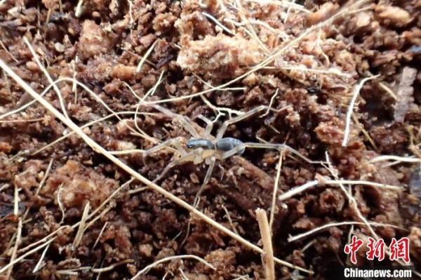 中国科研人员发现三种蜘蛛新物种