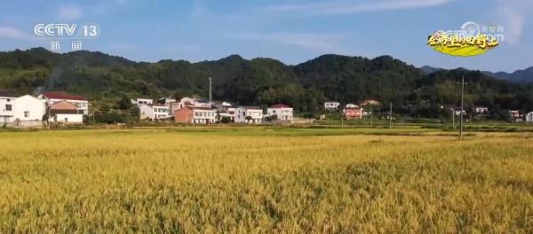 湖南浏阳20亩“巨型稻”陆续开镰收割 新品种亩产达750公斤 湖南浏阳20亩“巨型稻”陆续开镰收割 新品种亩产达750公斤