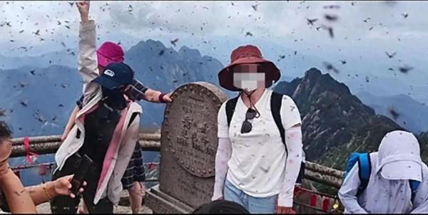 大量飞虫直冲人脸，眼睛都睁不开！国内一知名景区回应……