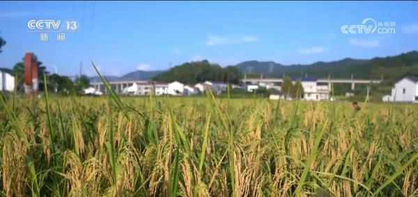 湖南浏阳20亩“巨型稻”陆续开镰收割 新品种亩产达750公斤 湖南浏阳20亩“巨型稻”陆续开镰收割 新品种亩产达750公斤