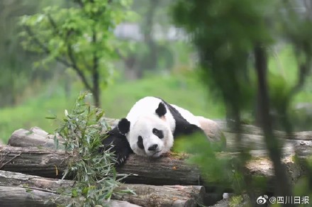 熊猫基地中秋国庆每日限售6万张门票 熊猫基地中秋国庆每日限售6万张门票