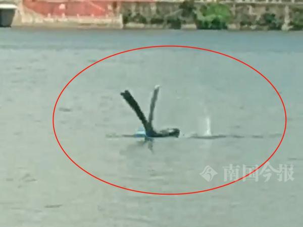 柳江河中央,这东西突然翻出水面!被拍下举报了 柳江河中央,这东西突然翻出水面!被拍下举报了