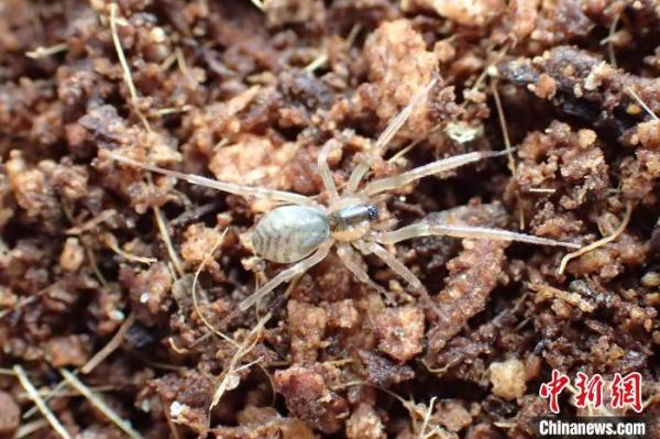 中国科研人员发现三种蜘蛛新物种