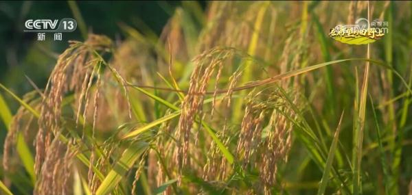 湖南浏阳20亩“巨型稻”陆续开镰收割 新品种亩产达750公斤 湖南浏阳20亩“巨型稻”陆续开镰收割 新品种亩产达750公斤