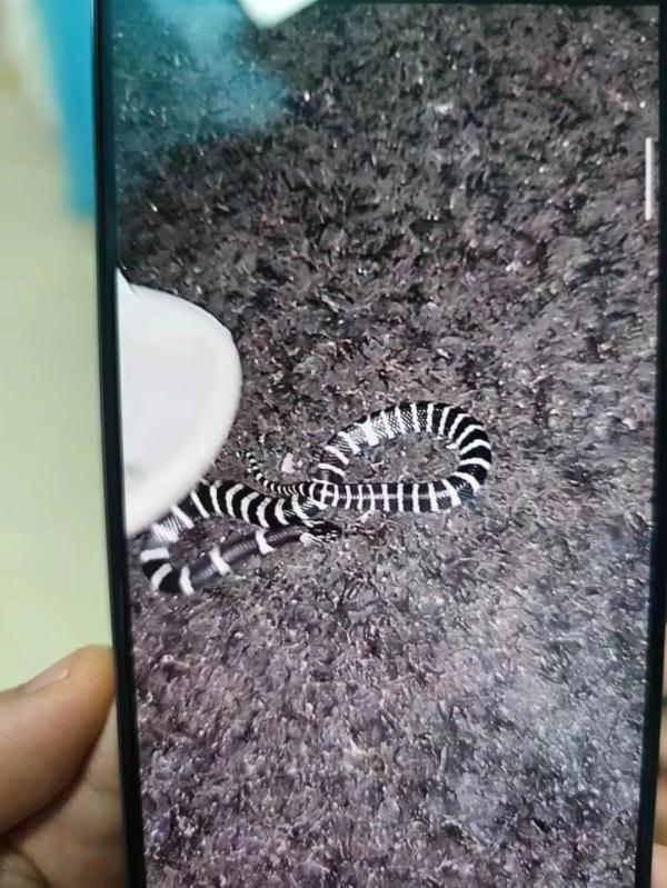 惊险!大学生吃夜宵被银环蛇咬伤!一个动作救自己一命 惊险!大学生吃夜宵被银环蛇咬伤!一个动作救自己一命