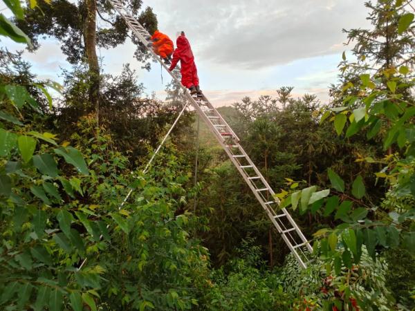 男子爬20米树取蜂窝泡酒被困 &nbsp; 网友:这会真是捅了蜂窝