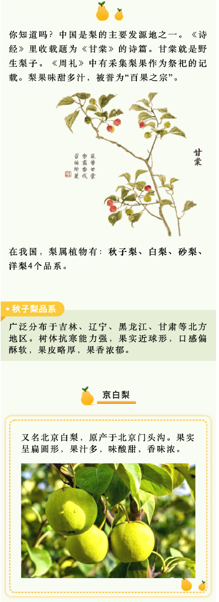 京白梨、秋月梨、啤梨……吃梨正当时,你爱哪一款梨? 京白梨、秋月梨、啤梨……吃梨正当时,你爱哪一款梨?