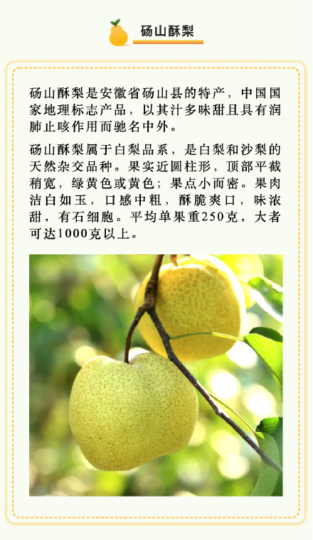 京白梨、秋月梨、啤梨……吃梨正当时,你爱哪一款梨? 京白梨、秋月梨、啤梨……吃梨正当时,你爱哪一款梨?