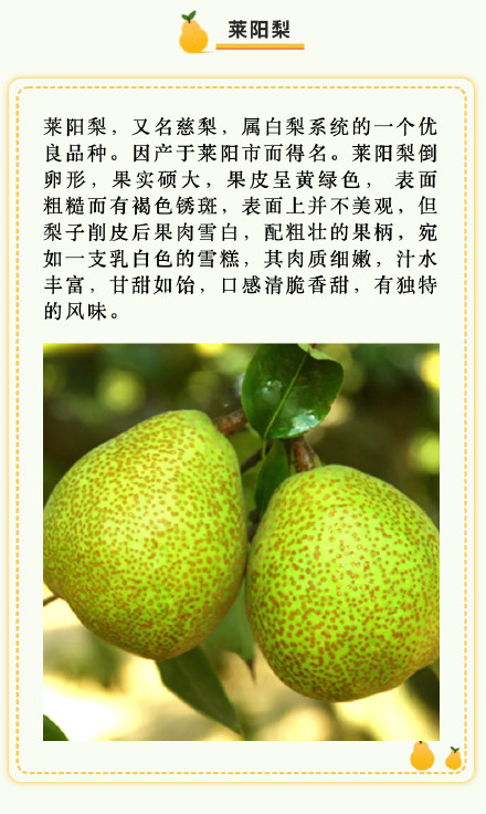 京白梨、秋月梨、啤梨……吃梨正当时,你爱哪一款梨? 京白梨、秋月梨、啤梨……吃梨正当时,你爱哪一款梨?