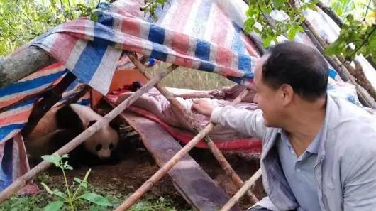 进村睡觉的野生大熊猫，最新体检结果来了！