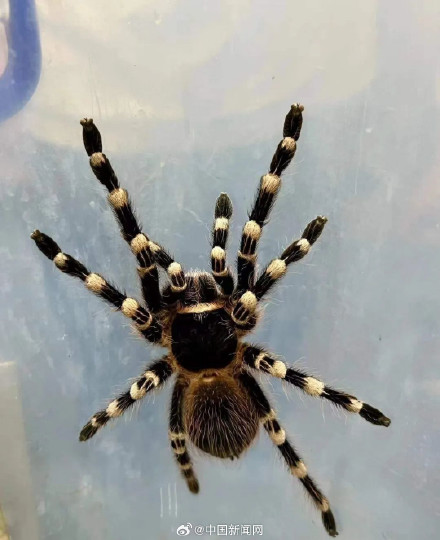 盘丝洞？入境包裹内藏165只活体蜘蛛