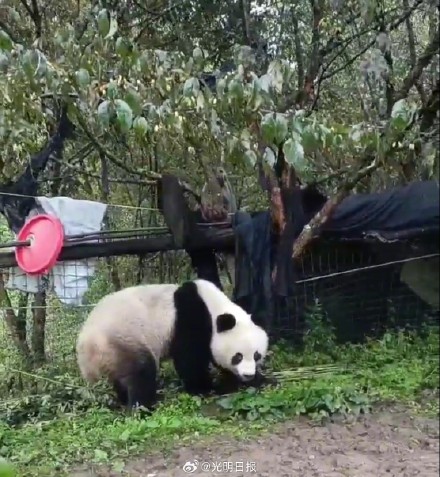 疑似患病野生大熊猫被救助