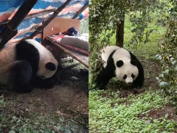 昨天溜进村爆火的野外大熊猫，体检结果出来了→