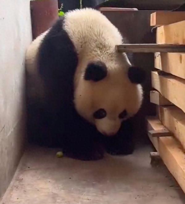 陕西一野生大熊猫上门躲雨，网友：来我家！