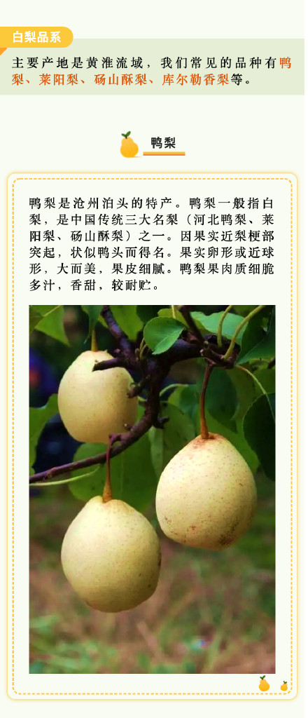 京白梨、秋月梨、啤梨……吃梨正当时,你爱哪一款梨? 京白梨、秋月梨、啤梨……吃梨正当时,你爱哪一款梨?