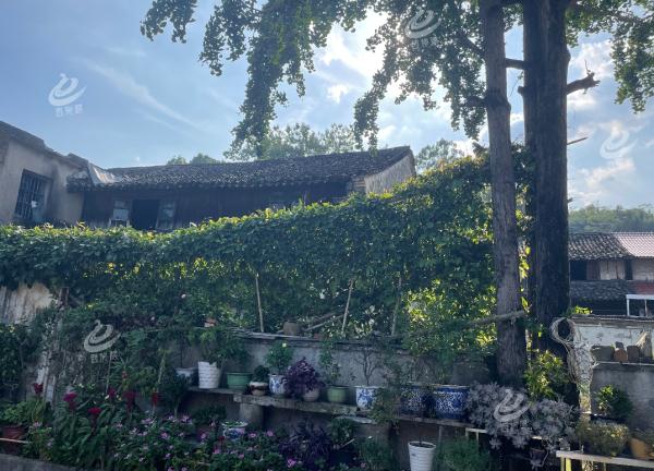 这对爷孙火了！超900万人次看他们打篮球