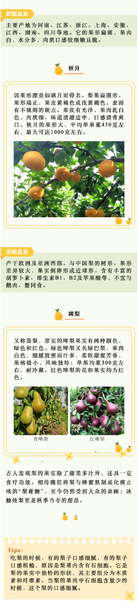 京白梨、秋月梨、啤梨……吃梨正当时,你爱哪一款梨? 京白梨、秋月梨、啤梨……吃梨正当时,你爱哪一款梨?