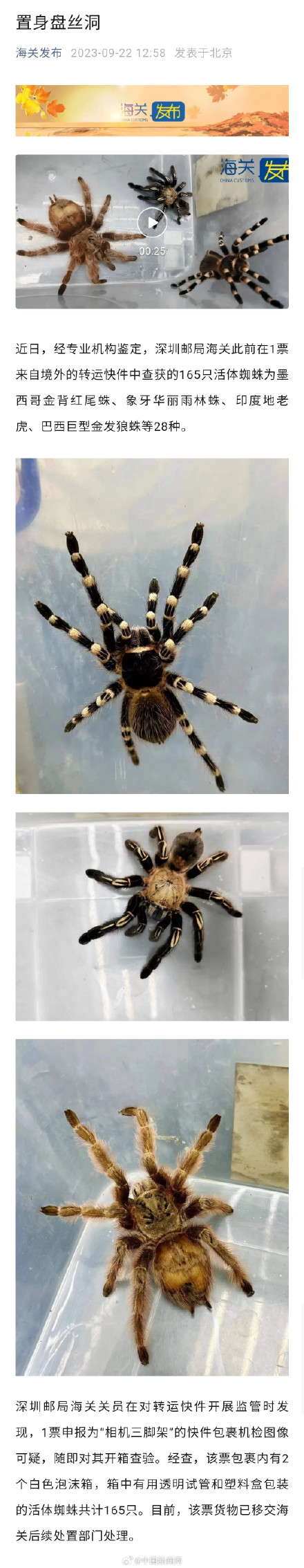 盘丝洞？入境包裹内藏165只活体蜘蛛