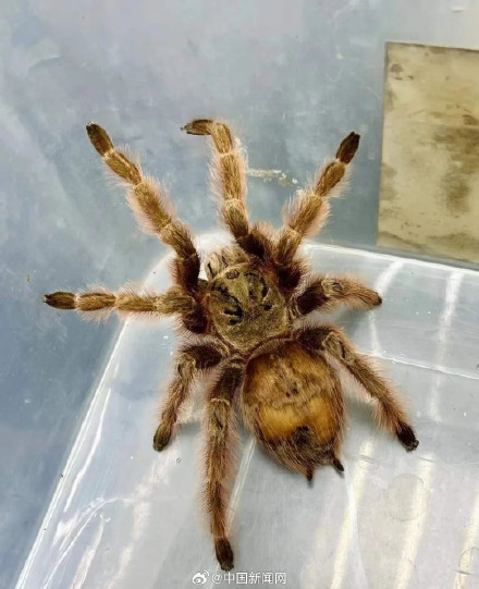 盘丝洞？入境包裹内藏165只活体蜘蛛
