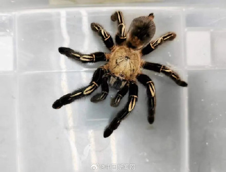 盘丝洞？入境包裹内藏165只活体蜘蛛