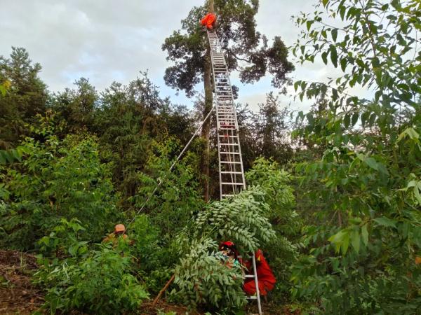 男子爬20米树取蜂窝泡酒被困 &nbsp; 网友:这会真是捅了蜂窝