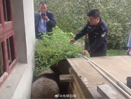 疑似患病野生大熊猫被救助