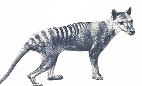 首次从灭绝生物中提取RNA，距离复活它还有多远？