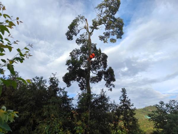 男子爬20米树取蜂窝泡酒被困 &nbsp; 网友:这会真是捅了蜂窝