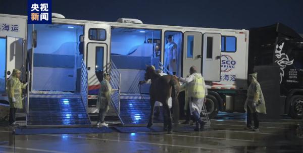 杭州亚运会首批47匹进境赛马飞抵杭州萧山国际机场