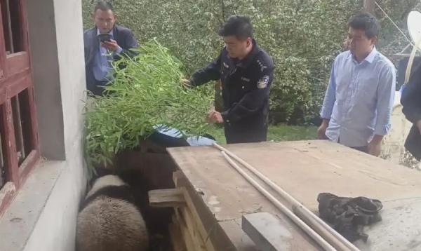 大熊猫溜进村民家中，全网关注！腿部骨折、疑有肝脏损伤……