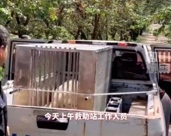 陕西一野生大熊猫上门躲雨，网友：来我家！